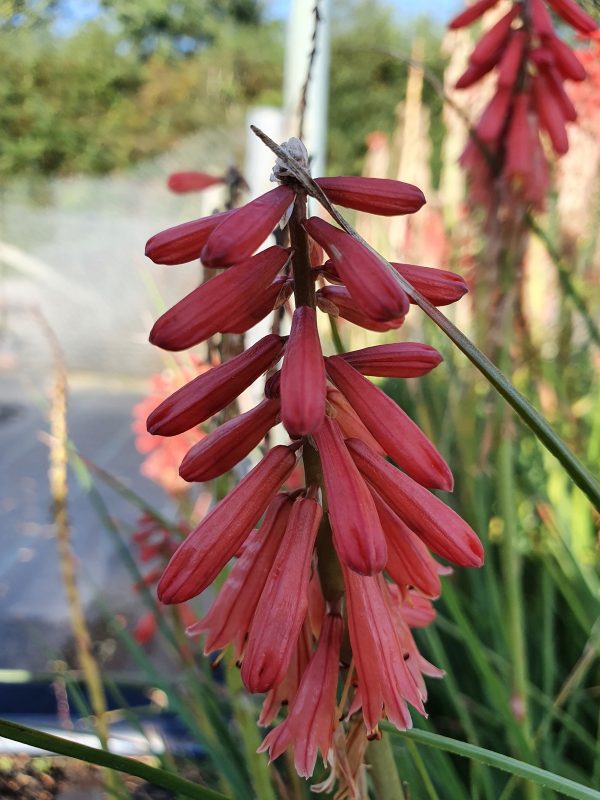 Kniphofia Red hot popsicle Kniphofia 'Red Hot Popsicle'