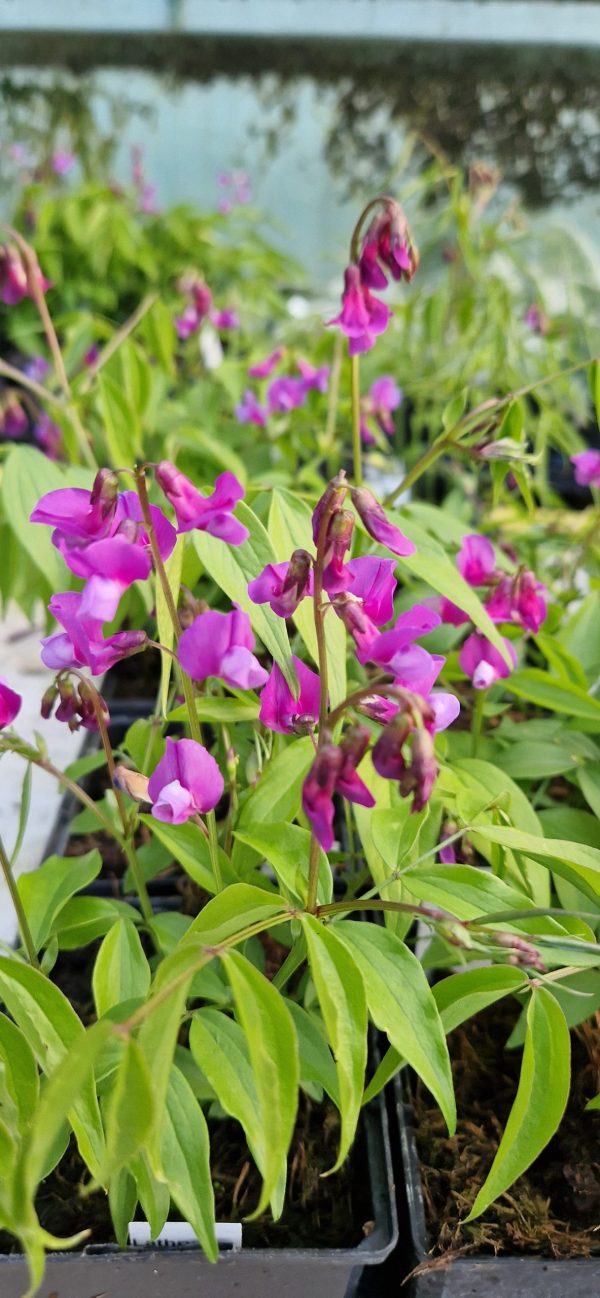 Lathyrus vernus Lathyrus vernus
