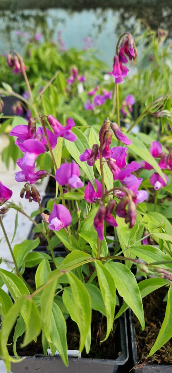 Lathyrus vernus2 Lathyrus vernus