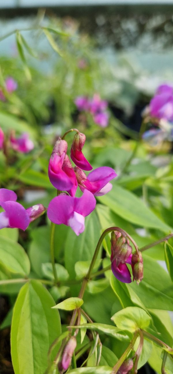 Lathyrus vernus3 Lathyrus vernus