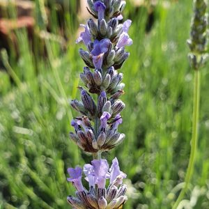Lavender x intermedia 'Provence'