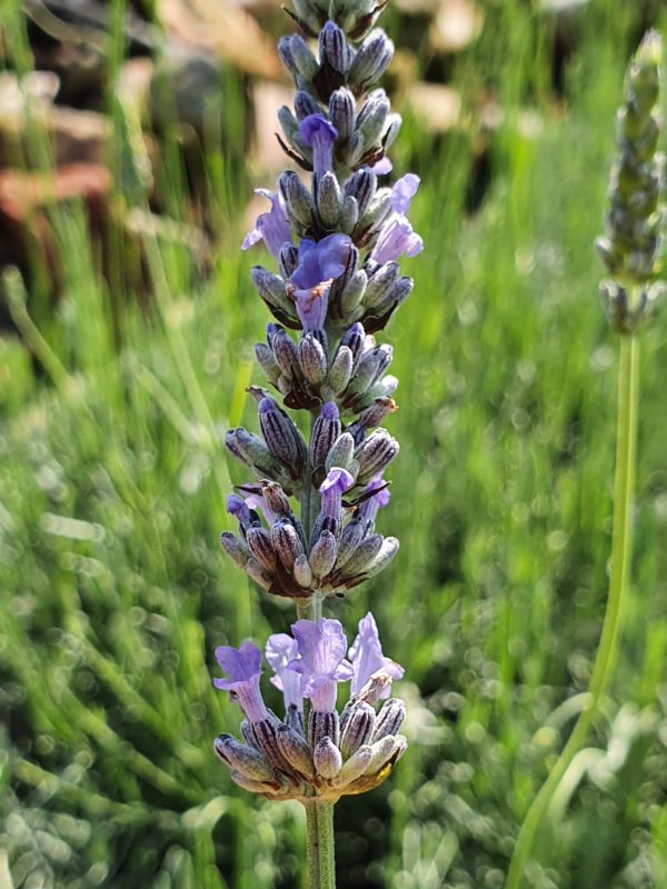 Lavender x intermedia 'Provence'
