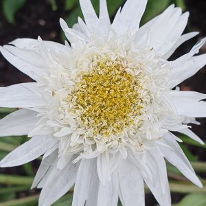 Leucanthemum 'Wirral Supreme'