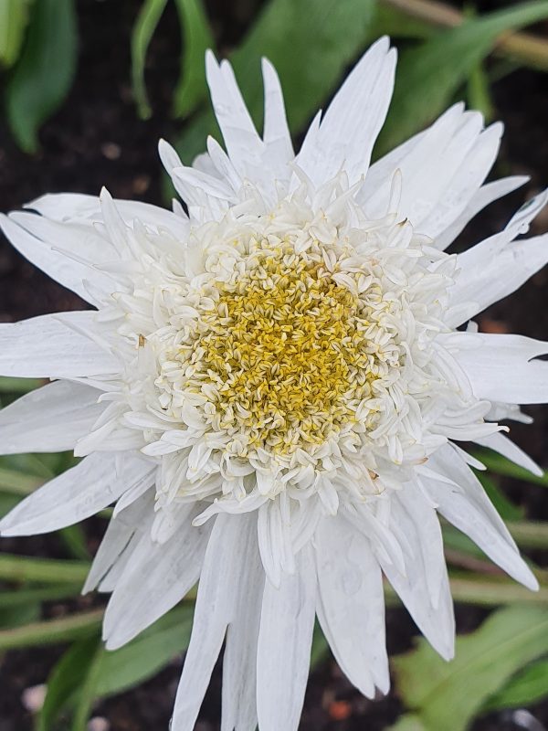 Leucanthemum 'Wirral Supreme' Leucanthemum 'Wirral Supreme'