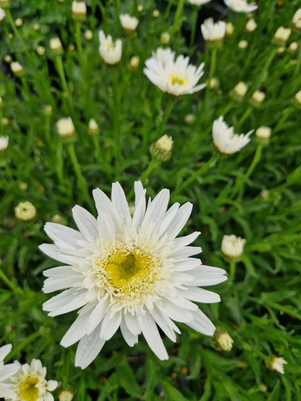 Leucanthemum wirral supreme