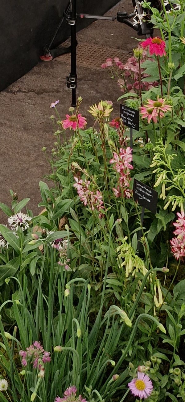 Oenothera lindheimeri 'Rosy Jane' Oenothera lindheimeri 'Rosy Jane'