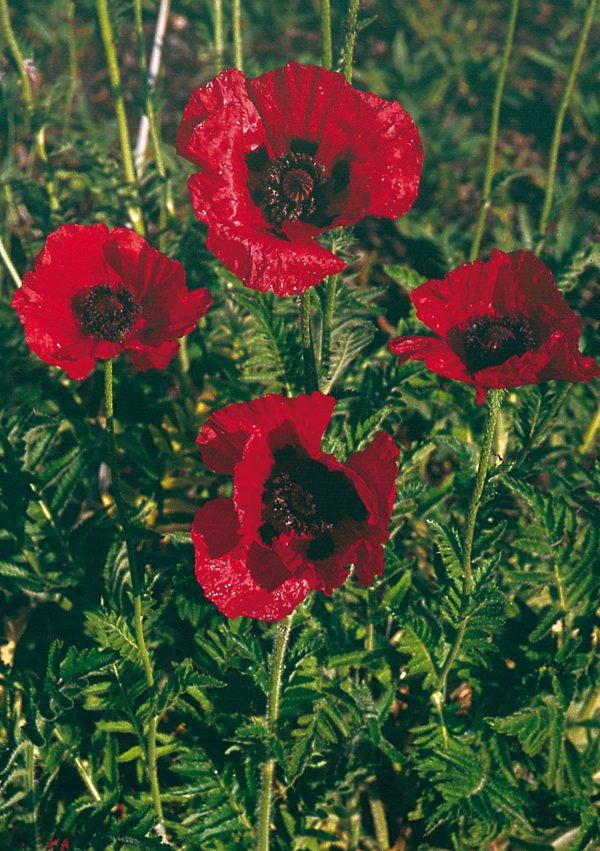 Papaver Beauty of Livermere FL