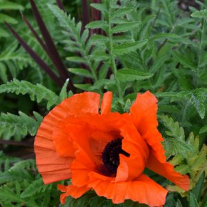 Papaver orientale 'Brilliant'