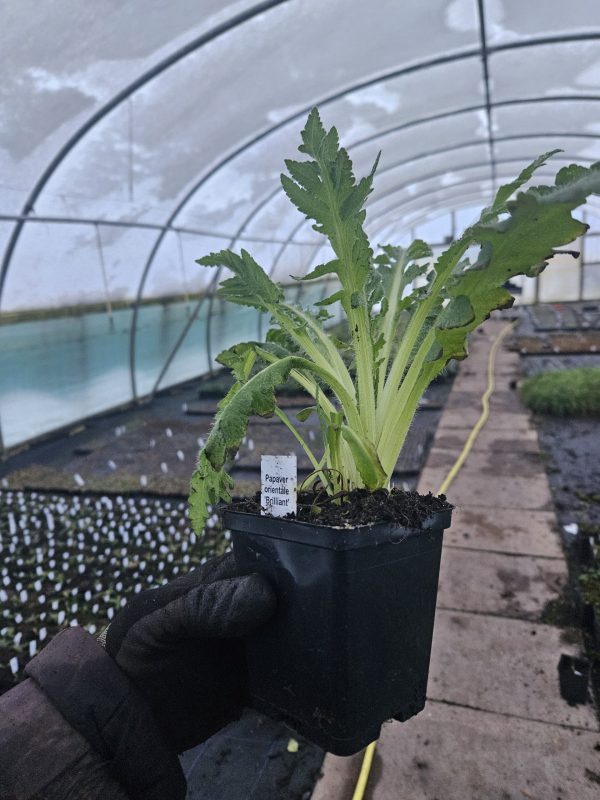 Papaver orientale 'Brilliant'
