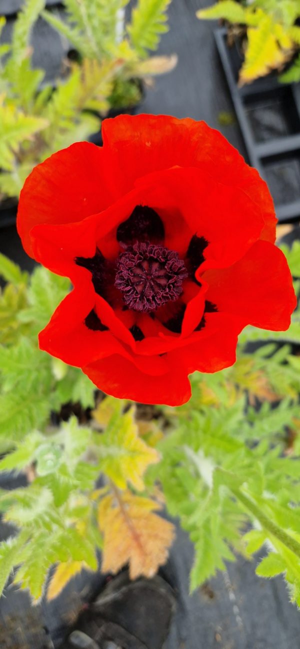 Papaver orientale 'Brilliant'