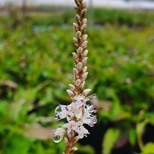 Persicaria amplexicaulis 'Alba'