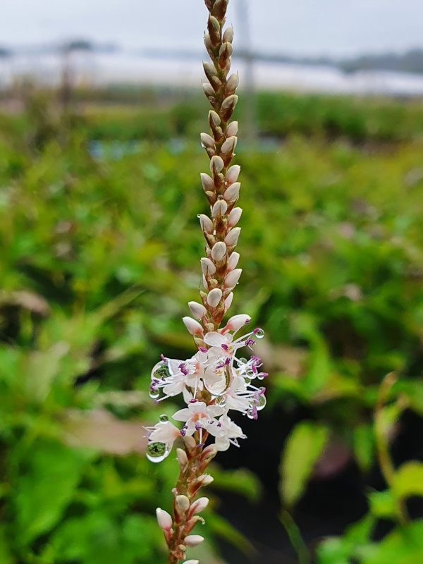 Persicaria amplexicaulis Persicaria amplexicaulis 'Alba'