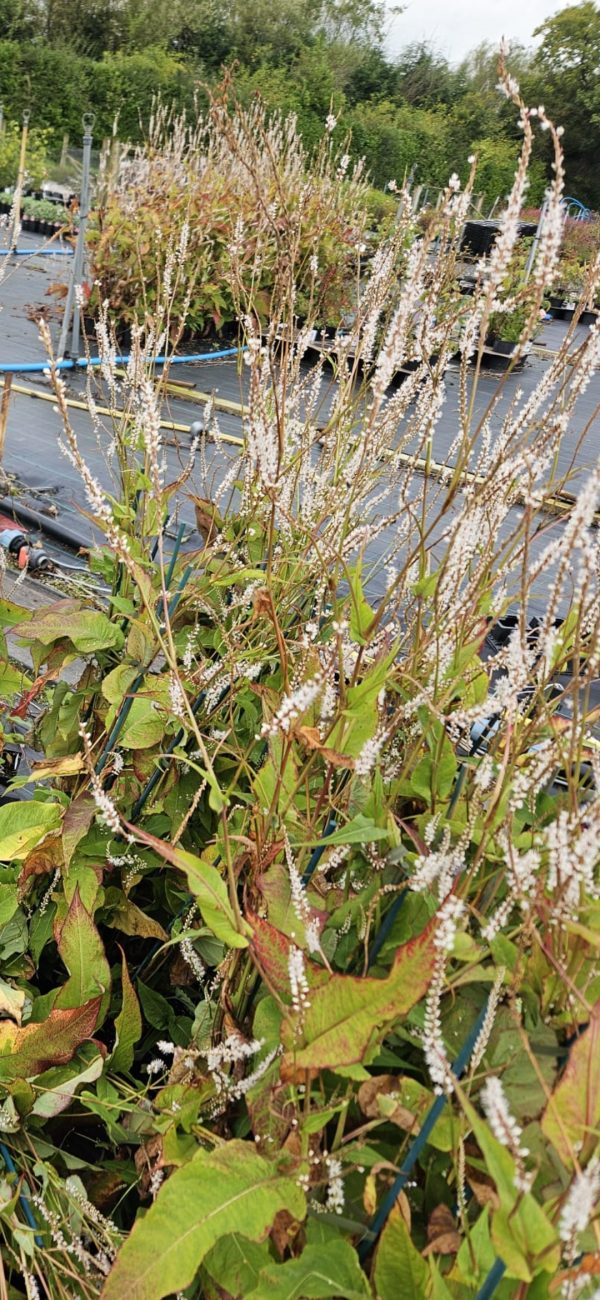 Persicaria amplexicaulis 'Alba' Persicaria amplexicaulis 'Alba'