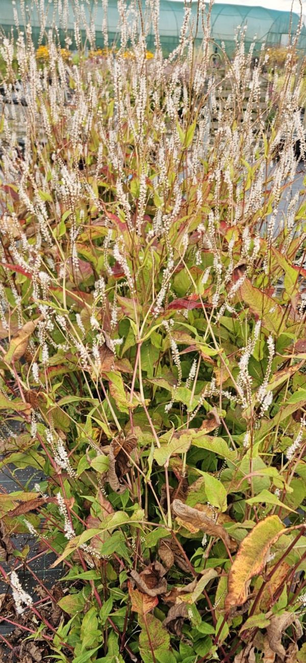Persicaria amplexicaulis 'Alba'2 Persicaria amplexicaulis 'Alba'