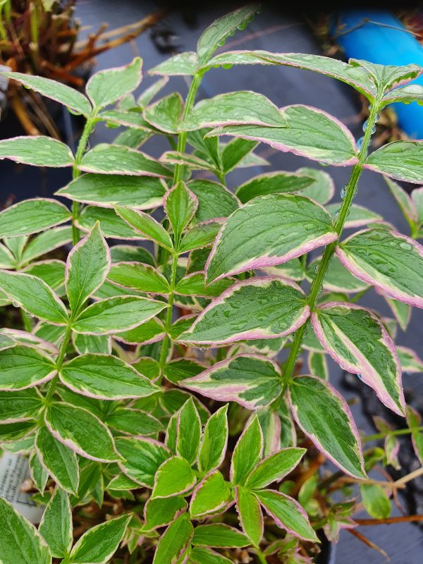 Polemonium reptans 'Stairway to Heaven' 2