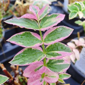 Polemonium reptans 'Stairway to Heaven'