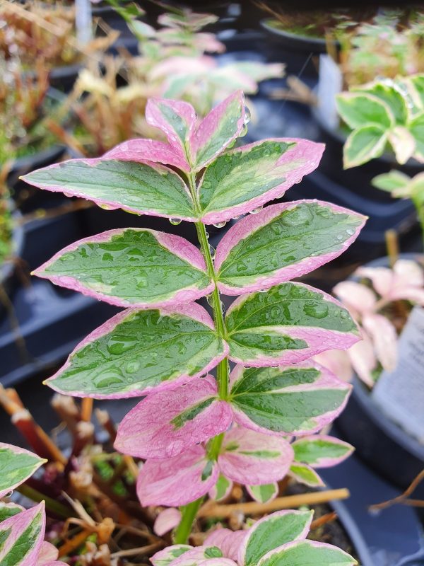 Polemonium reptans 'Stairway to Heaven' Polemonium reptans 'Stairway to Heaven'