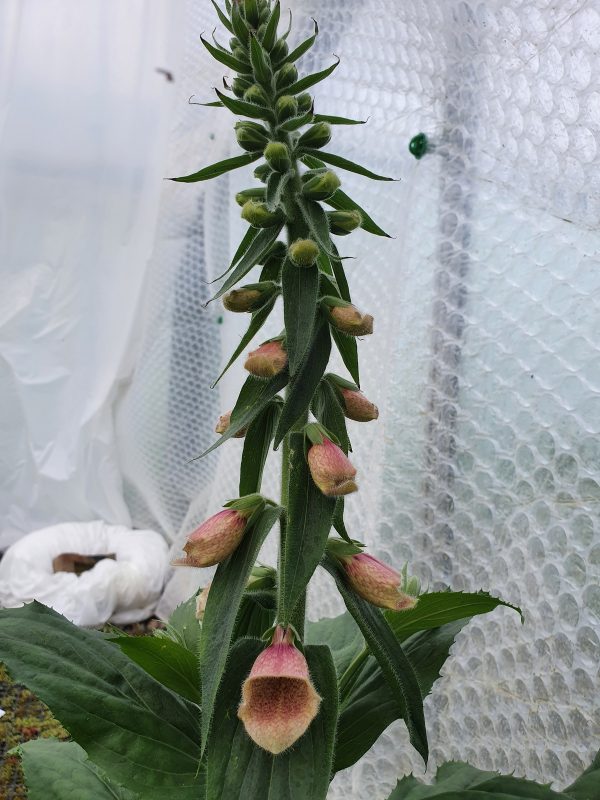 Polkadot Polly 3 Digitalis hybrida 'Polkadot Polly'