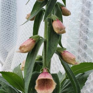 Digitalis hybrida 'Polkadot Polly'