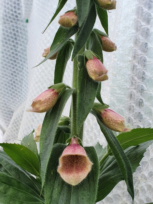 Polkadot Polly 4 Digitalis hybrida 'Polkadot Polly'