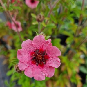 Potentilla nepalensis 'Miss Wilmott'