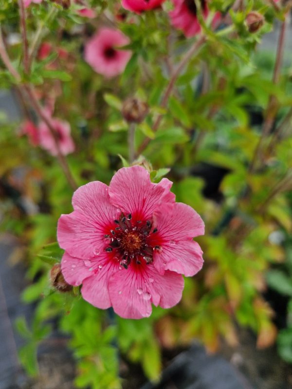 Potentilla miss wilmott Potentilla nepalensis 'Miss Wilmott'
