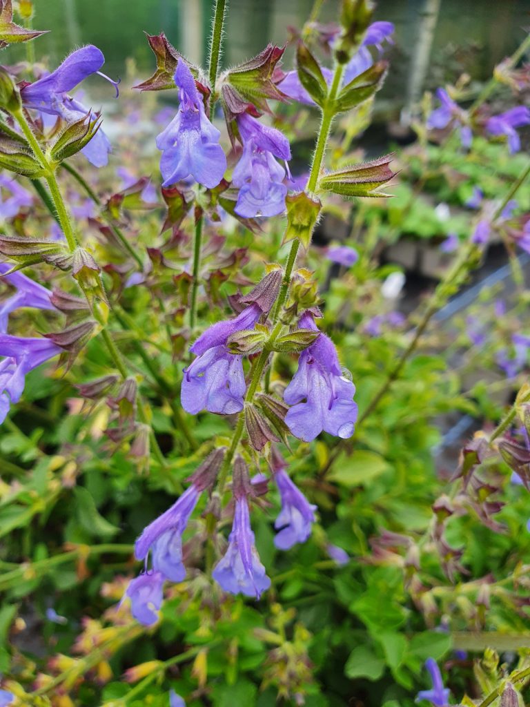 Salvia 'African Skies' | Shop Well Established Salvia | Proctors Nursery