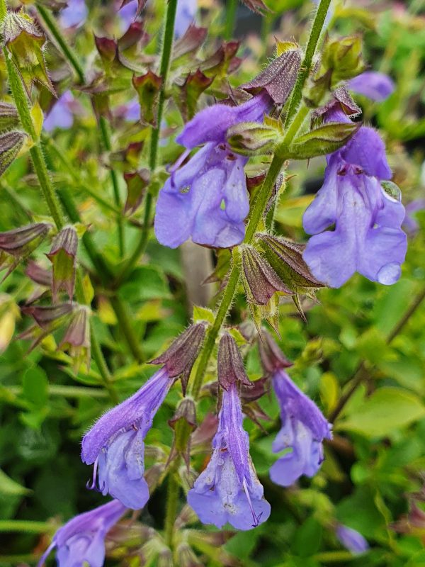 Salvia 'African Skies'2 Salvia 'African Skies'