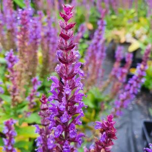 Salvia 'Ostfriesland'