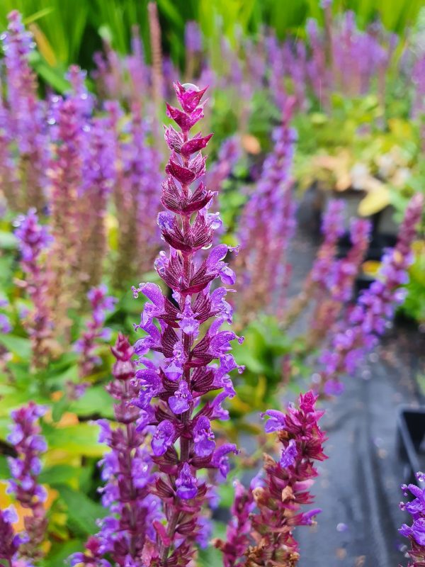 Salvia 'Ostfriesland'