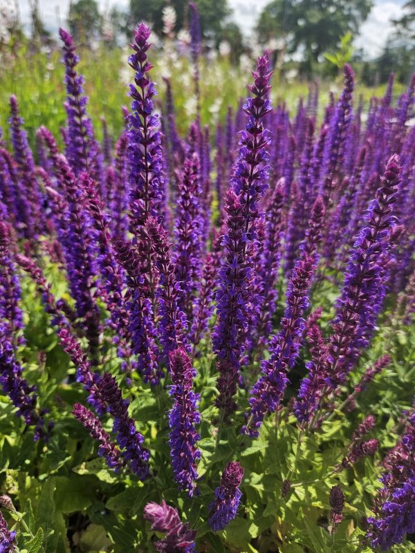 Salvia 'Ostfriesland'