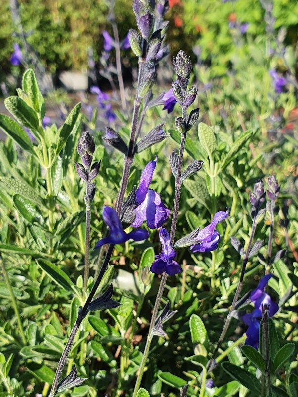 Salvia blue note Salvia 'Blue Note'