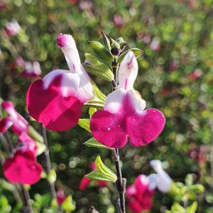 Salvia 'Cherry Lips'