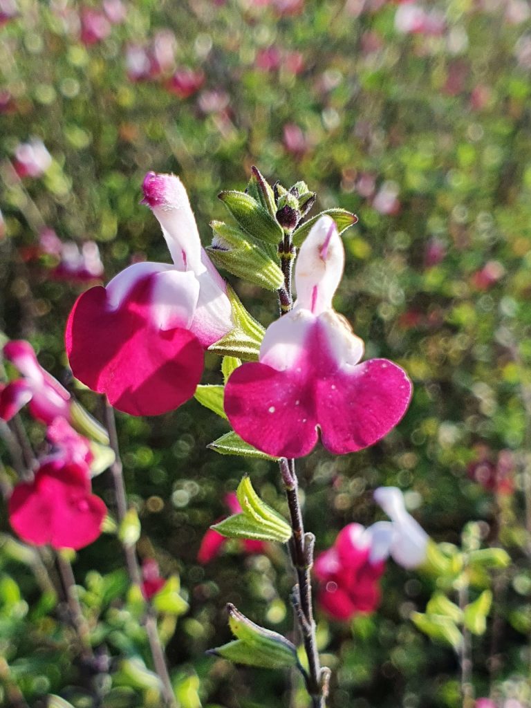 Salvia 'Cherry Lips' | Shop Well Established Salvia | Proctors Nursery