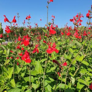 Salvia 'Josh'