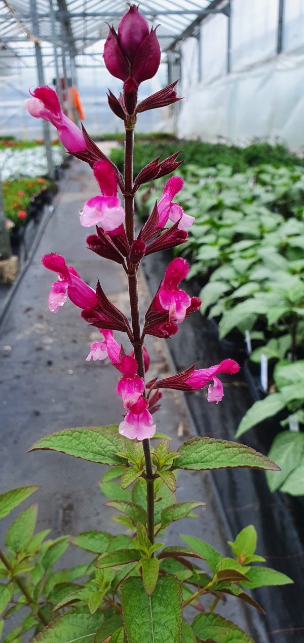 Salvia pink mulberry Salvia 'Pink Mulberry'