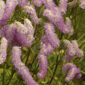 Sanguisorba pink brushes