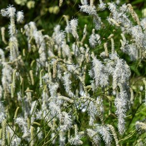 Sanguisorba albiflora