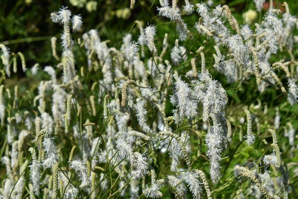 Sanguisorba albiflora Sanguisorba albiflora
