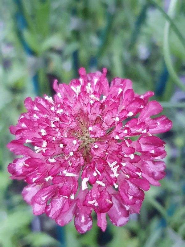 Scabiosa 'Beaujolais Bonnets'