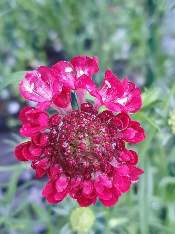 Scabiosa 'Beaujolais Bonnets'2