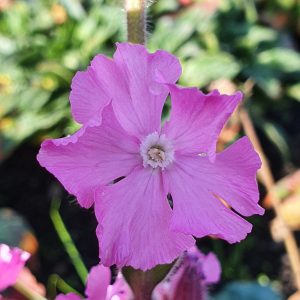 Silene 'Rollies Favourite'