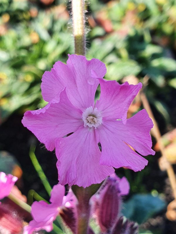 Silene rollies favourite Silene 'Rollies Favourite'