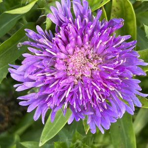 Stokesia laevis 'Mini Mel's