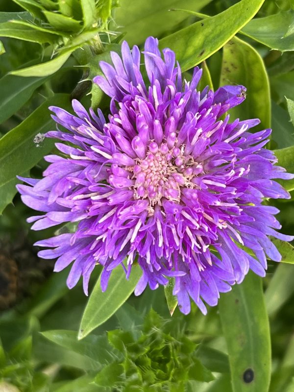 Stokesia laevis 'Mini Mel's Stokesia laevis 'Mini Mel's