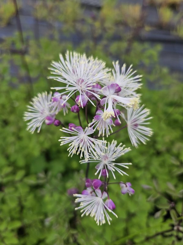 Thalictrum 'Nimbus White' Thalictrum 'Nimbus White'