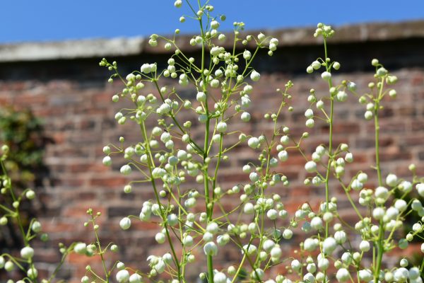 Thalictrum delavayi 'Album'