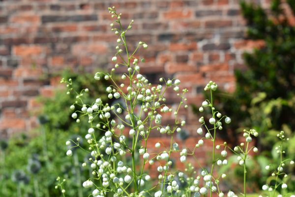 Thalictrum delavayi 'Album'