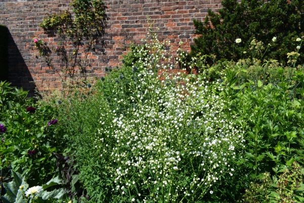 Thalictrum delavayi 'Album'