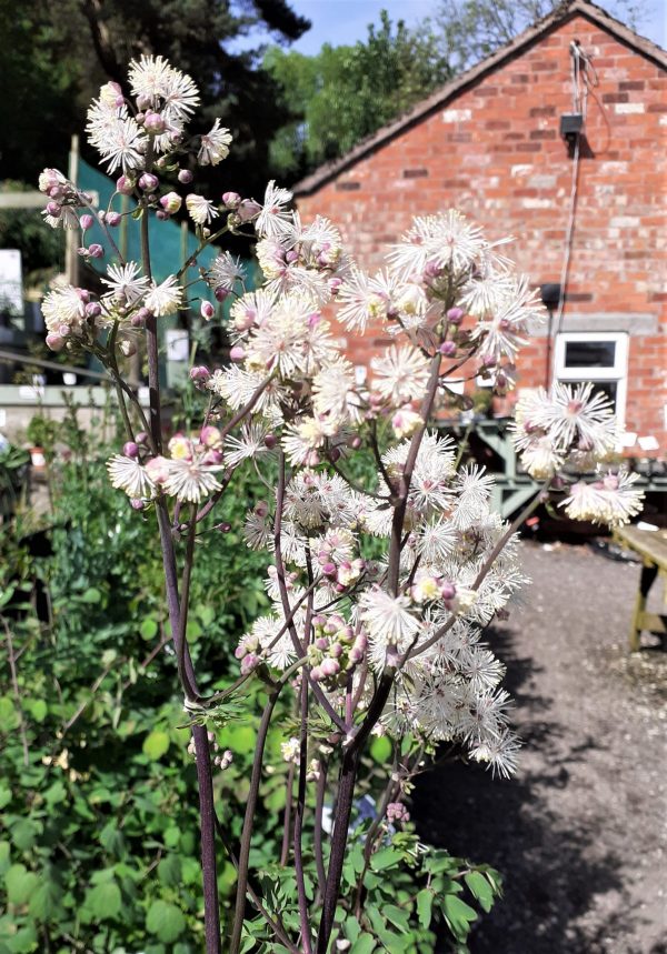 Thalictrum_Nimbus_White2_WEB